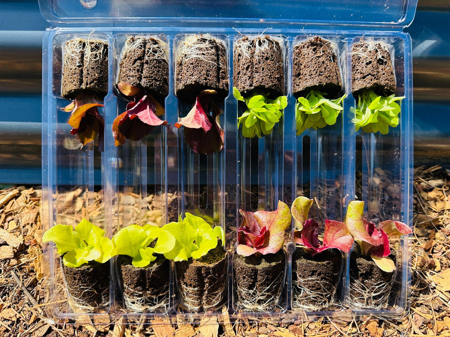 Grow your own Lettuce: Lettuce Variety Seedlings ready to plant 🥬