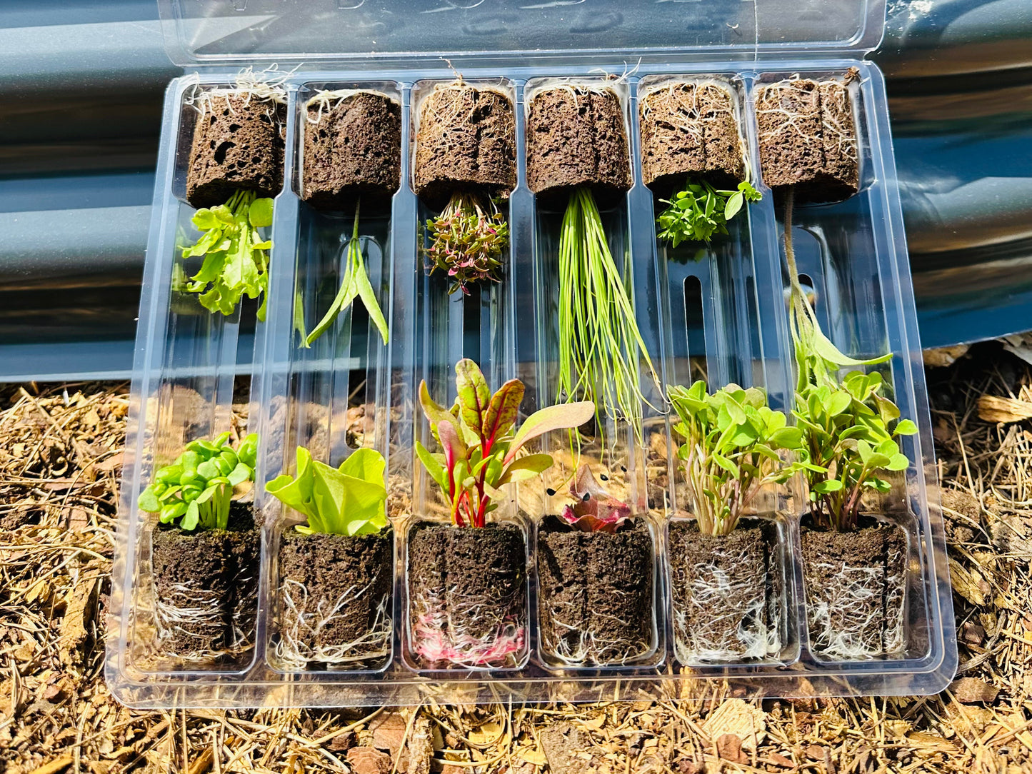 Grow your Own Food: Winter Seedlings ready to plant 🥬